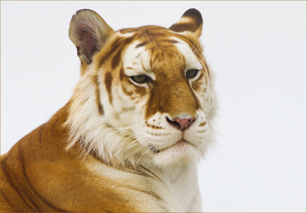 Golden Tabby Tiger 2 Foto Bild Tiere Zoo Wildpark Falknerei Saugetiere Bilder Auf Fotocommunity
