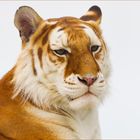 *** Golden Tabby Tiger (2) ***