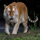 Golden-Tabby-Tiger