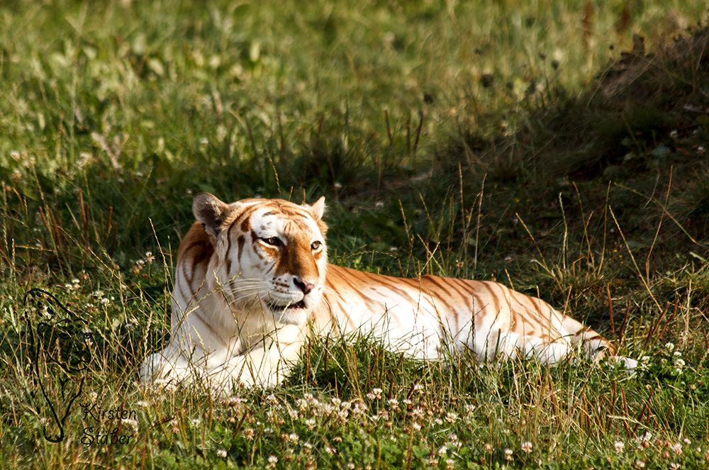 Golden Tabby Tiger