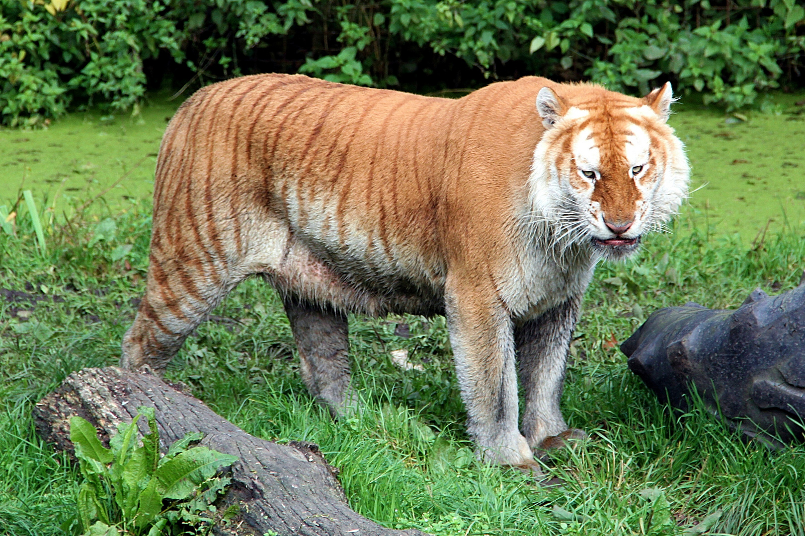 Golden Tabby Tiger