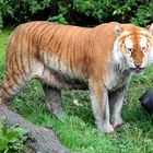 Golden Tabby Tiger