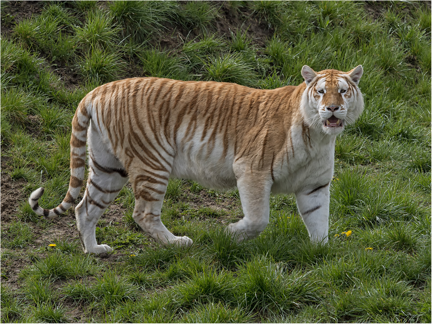 Golden Tabby Tiger