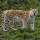 Golden Tabby Tiger