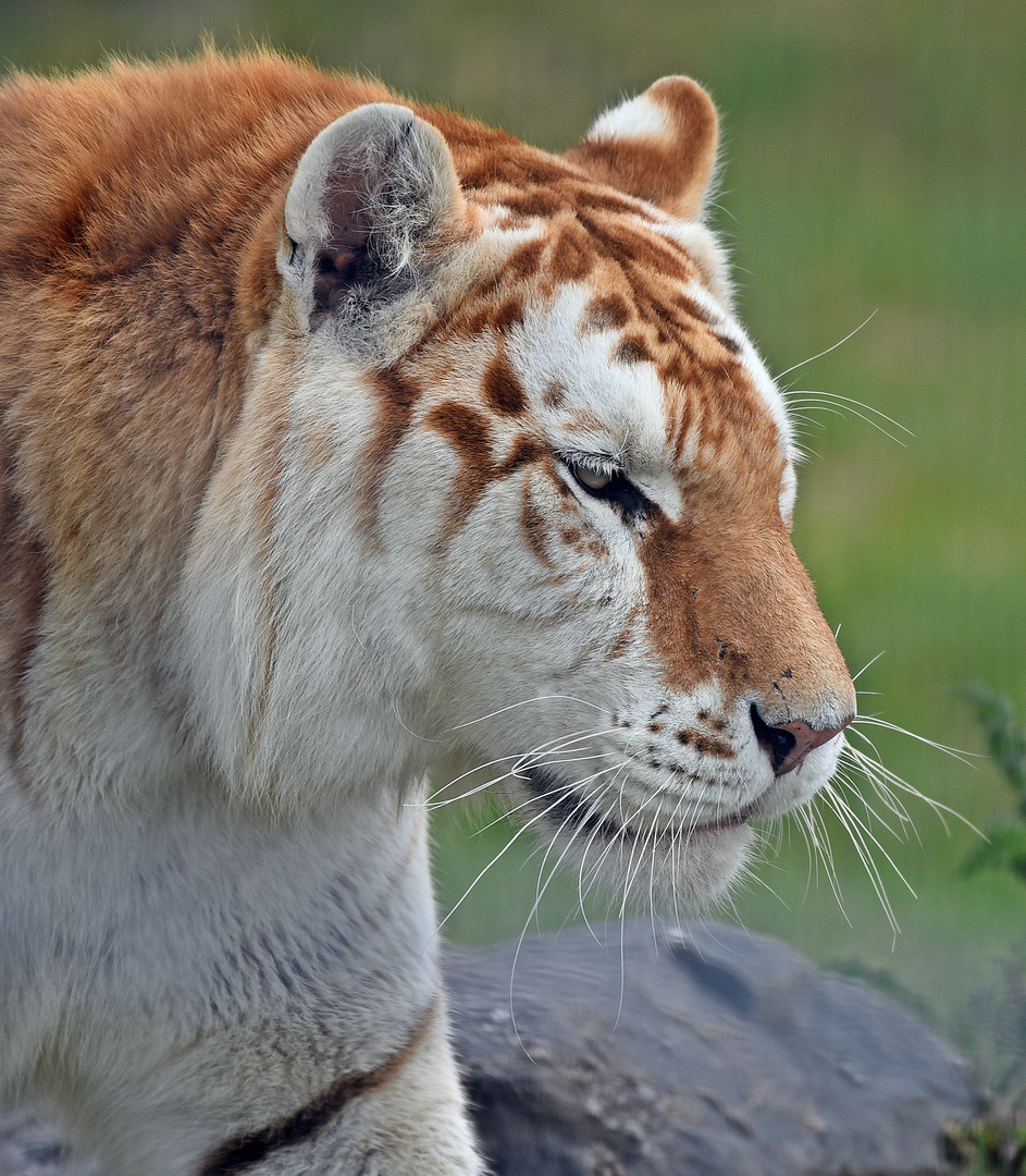 Golden Tabby Tiger / Goldener Tiger