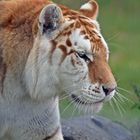 Golden Tabby Tiger / Goldener Tiger