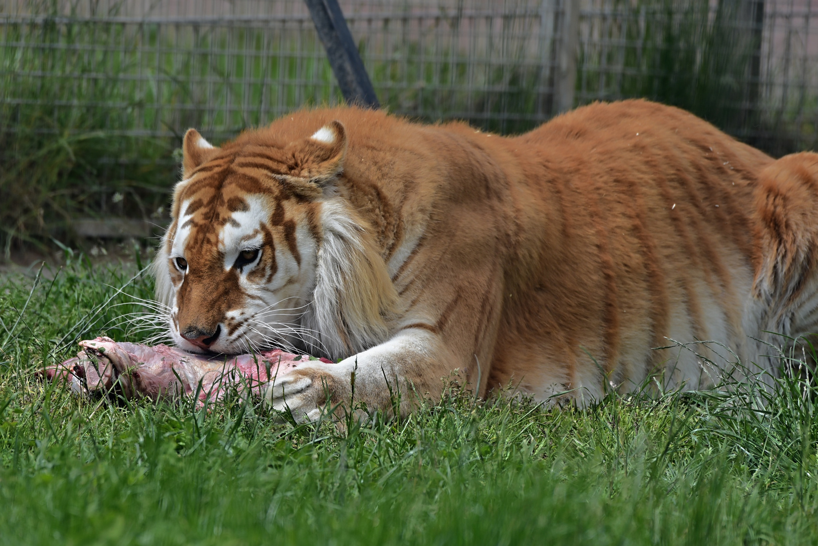 Golden Tabbys / Goldener Tiger