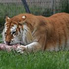 Golden Tabbys / Goldener Tiger