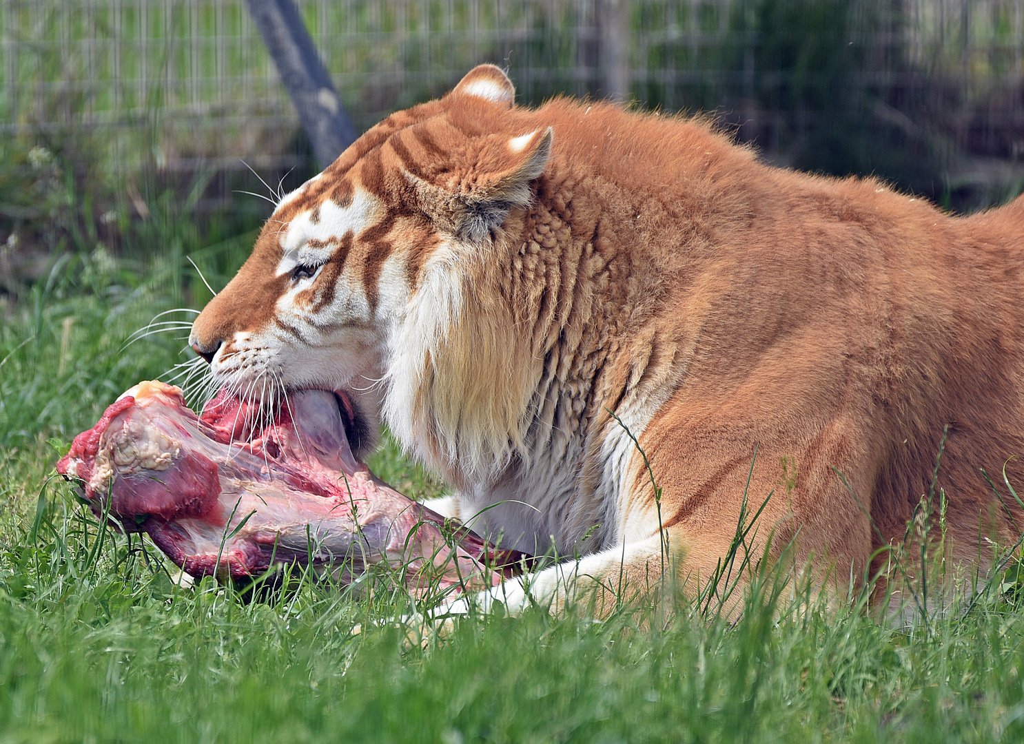 Golden Tabbys / Goldener Tiger