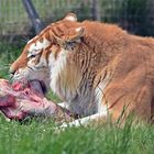 Golden Tabbys / Goldener Tiger