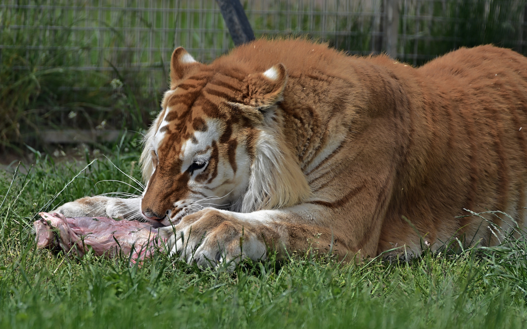 Golden Tabbys / Goldener Tiger