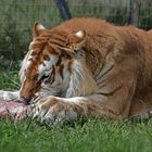 Golden Tabbys / Goldener Tiger