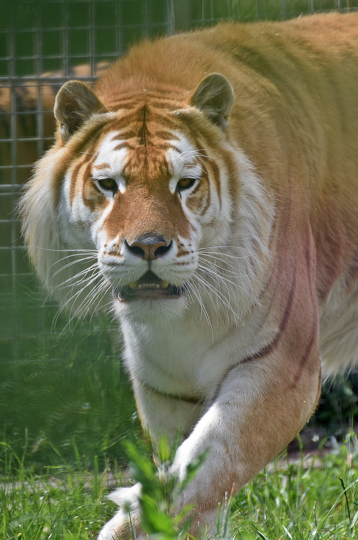 Golden Tabbys / Goldener Tiger