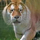 Golden Tabbys / Goldener Tiger