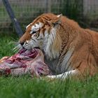 Golden Tabbys / Goldener Tiger