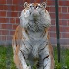 Golden Tabbys / Goldener Tiger