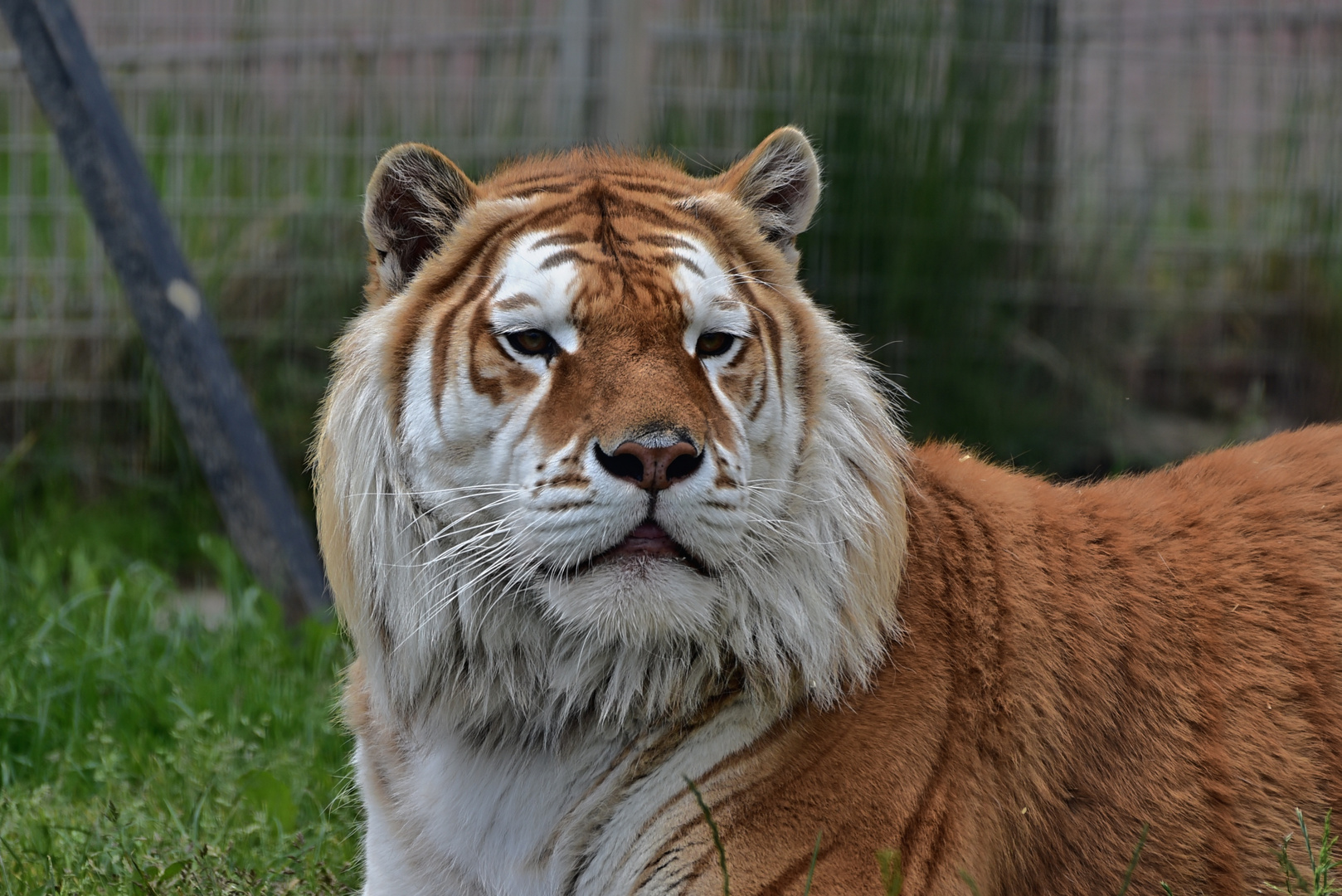 Golden Tabbys / Goldener Tiger Foto & Bild natur, zoo, tiere Bilder