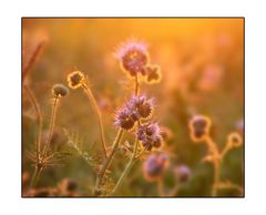 * golden thistle *