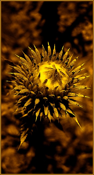 golden thorns F eleven