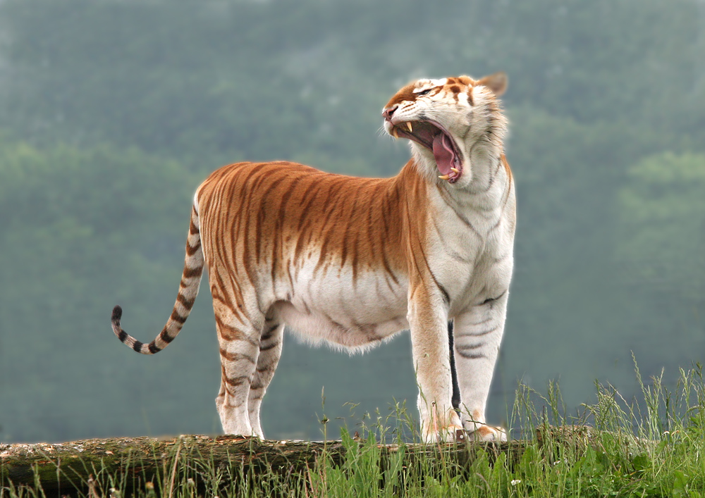 Golden Tiger