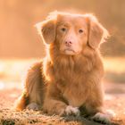 Golden Toller 