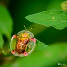 Golden Tortoise Beetle