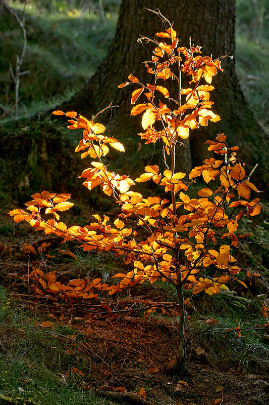 Golden Tree