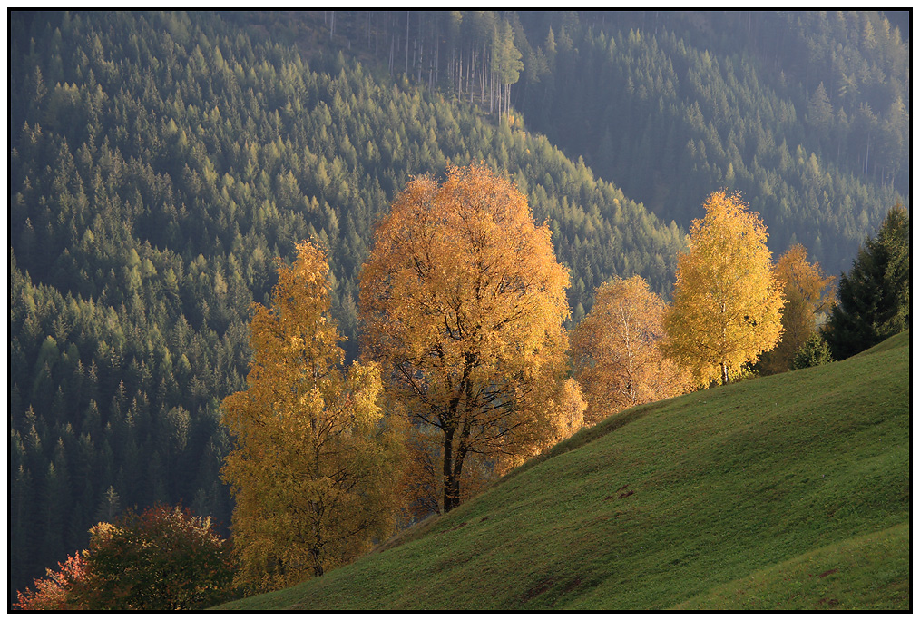 golden tree..