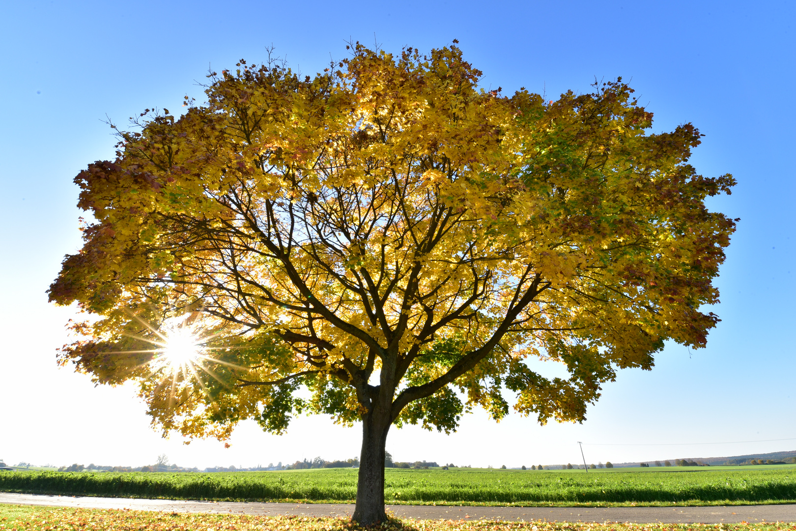 golden tree