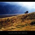 Golden Tree.