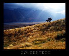 Golden Tree.