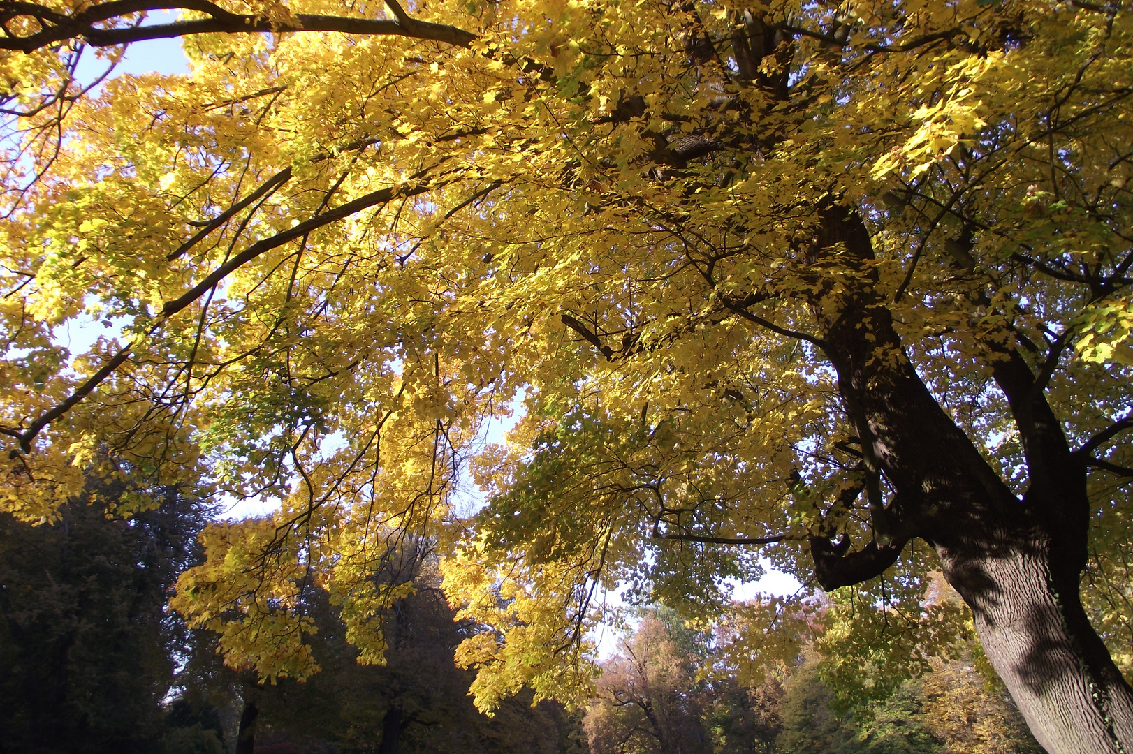 Golden Tree