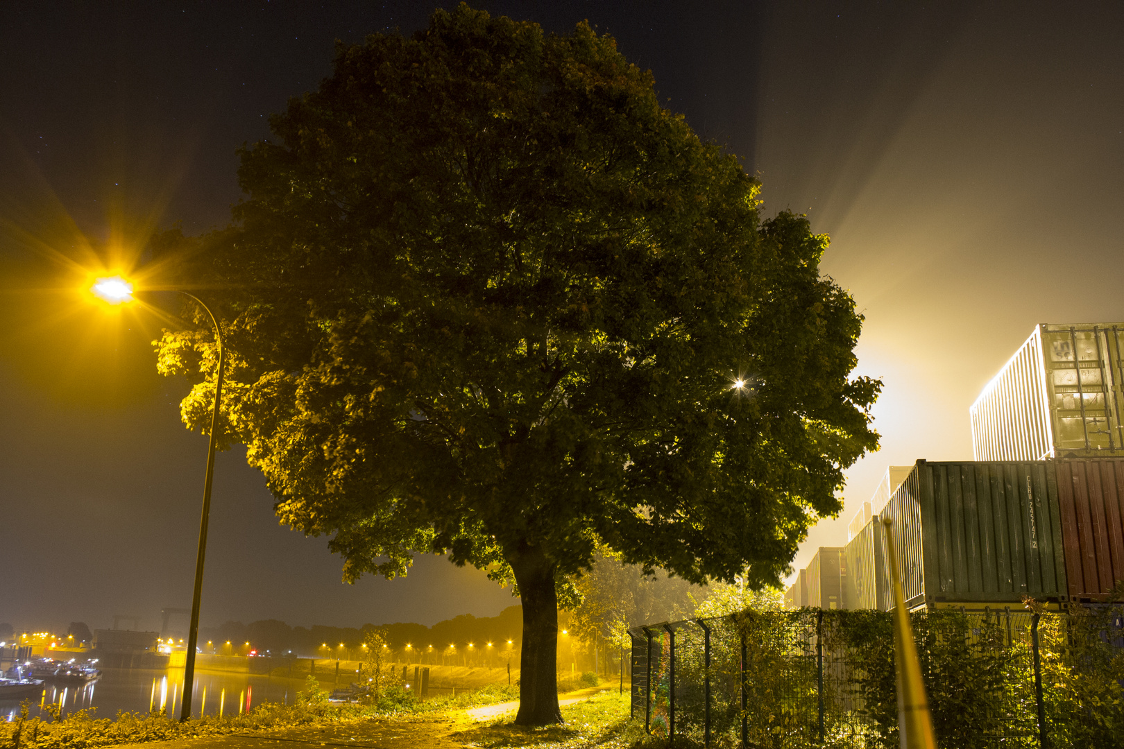 Golden Tree