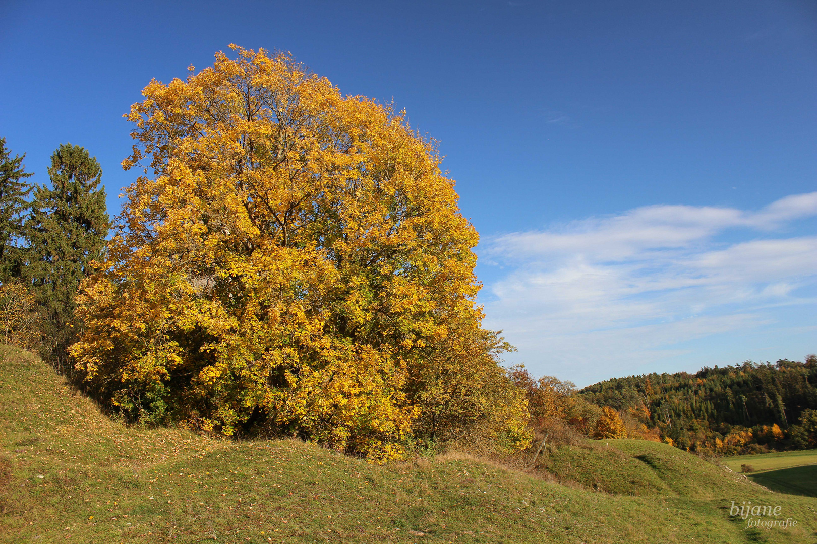 Golden Tree