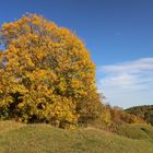 Golden Tree