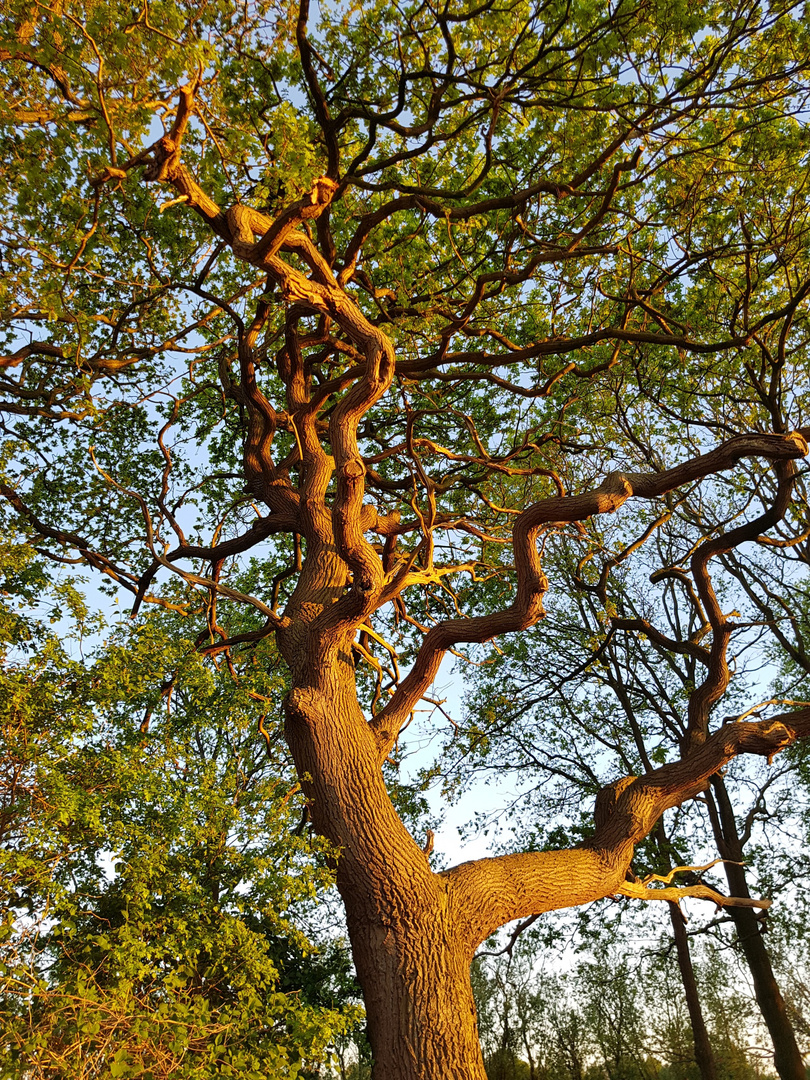 golden tree