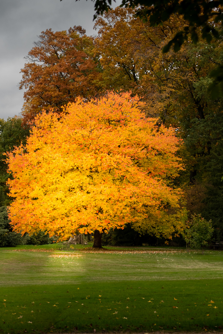 Golden Tree