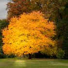 Golden Tree