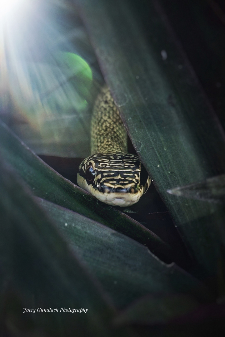 Golden tree snake 