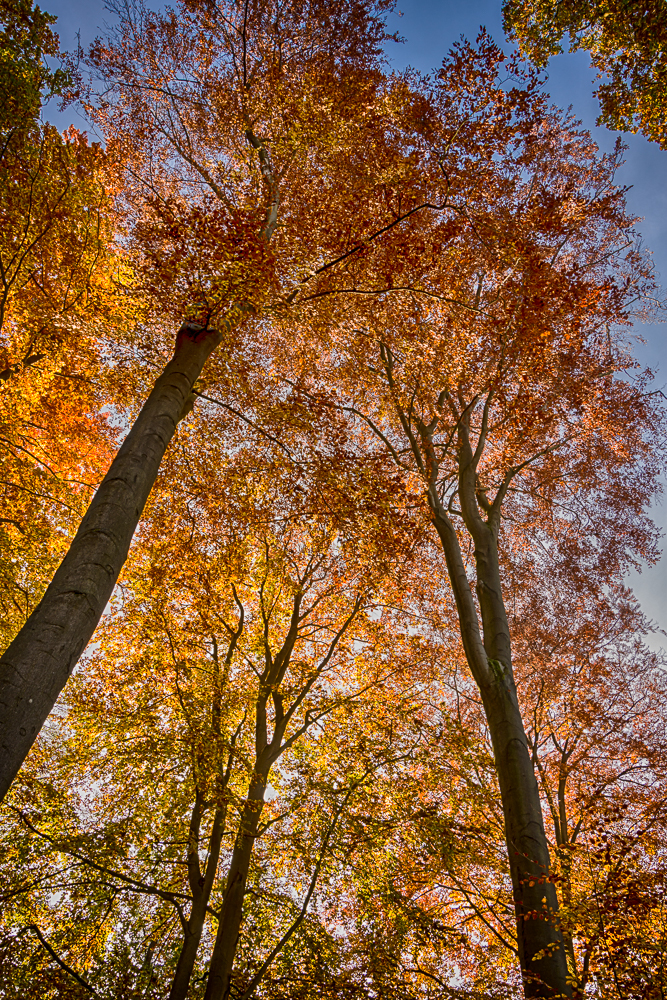 Golden Trees