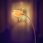 Golden Tulip