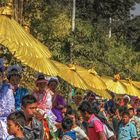 Golden Umbrellas