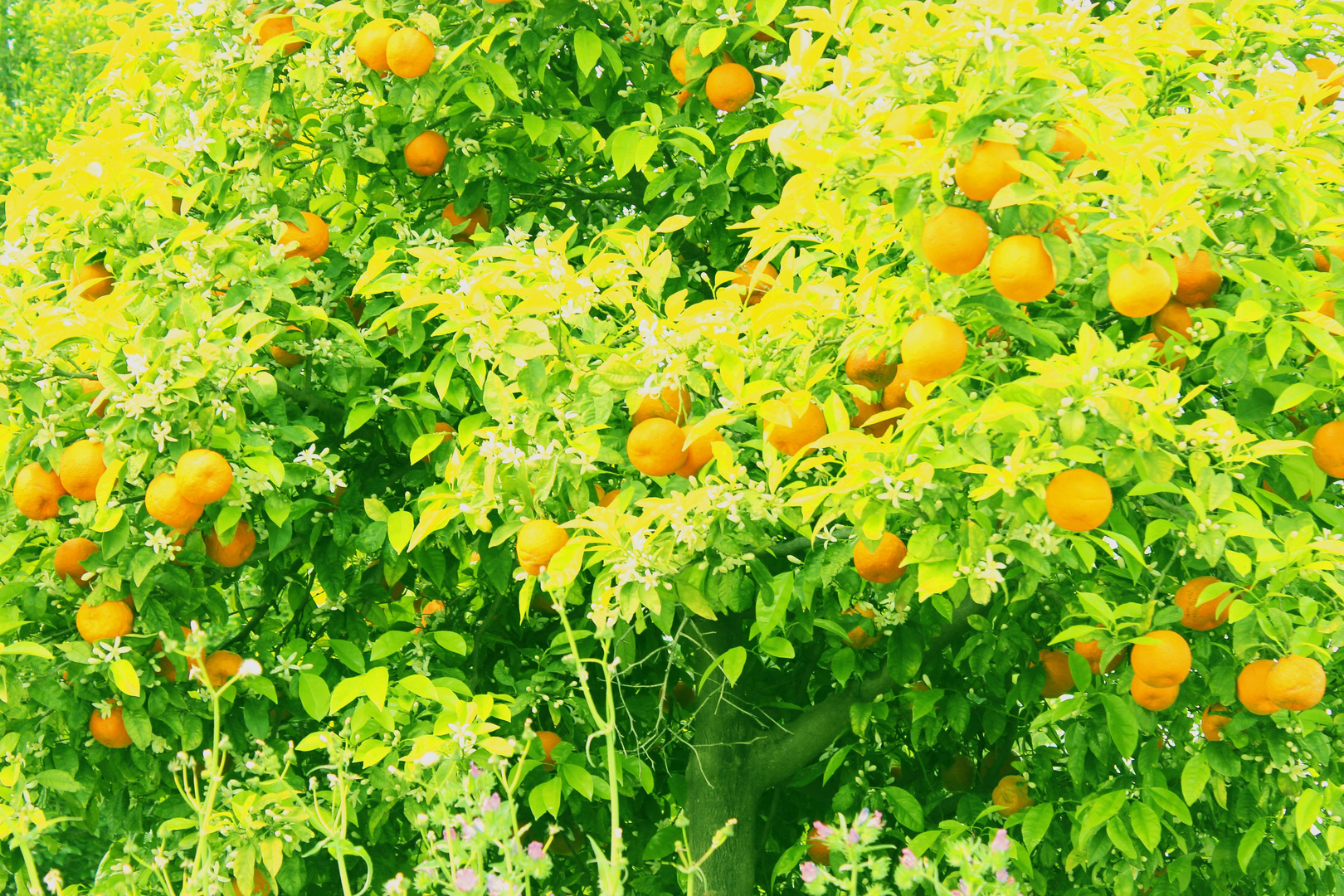 Golden und bitter. Orangen in Sevilla 2013