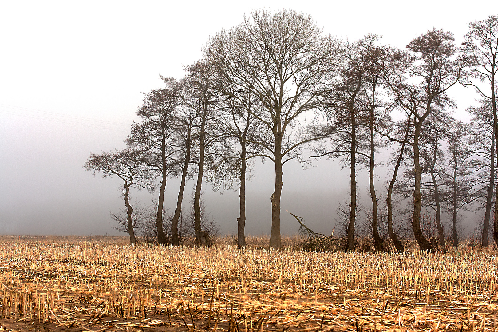 Golden und nicht trostlos