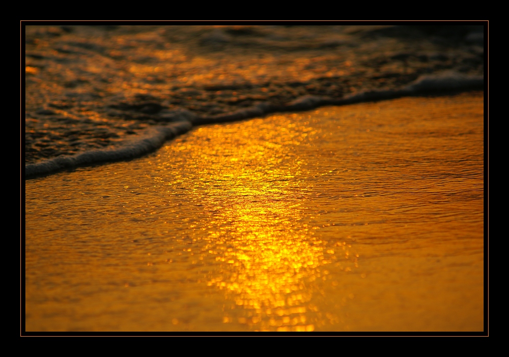 golden wave [5]