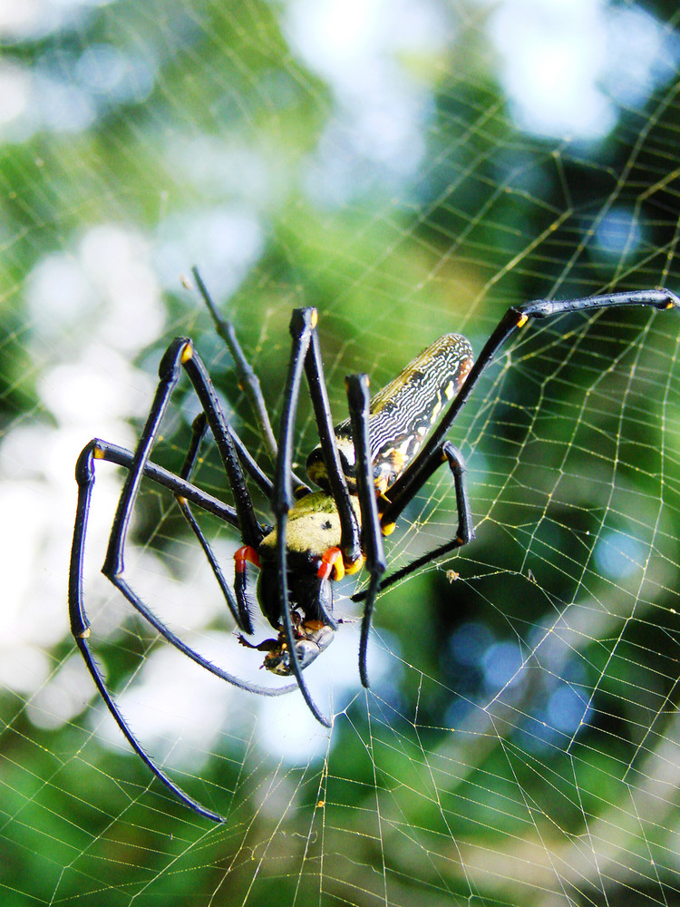 Golden Web Spider