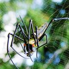 Golden Web Spider