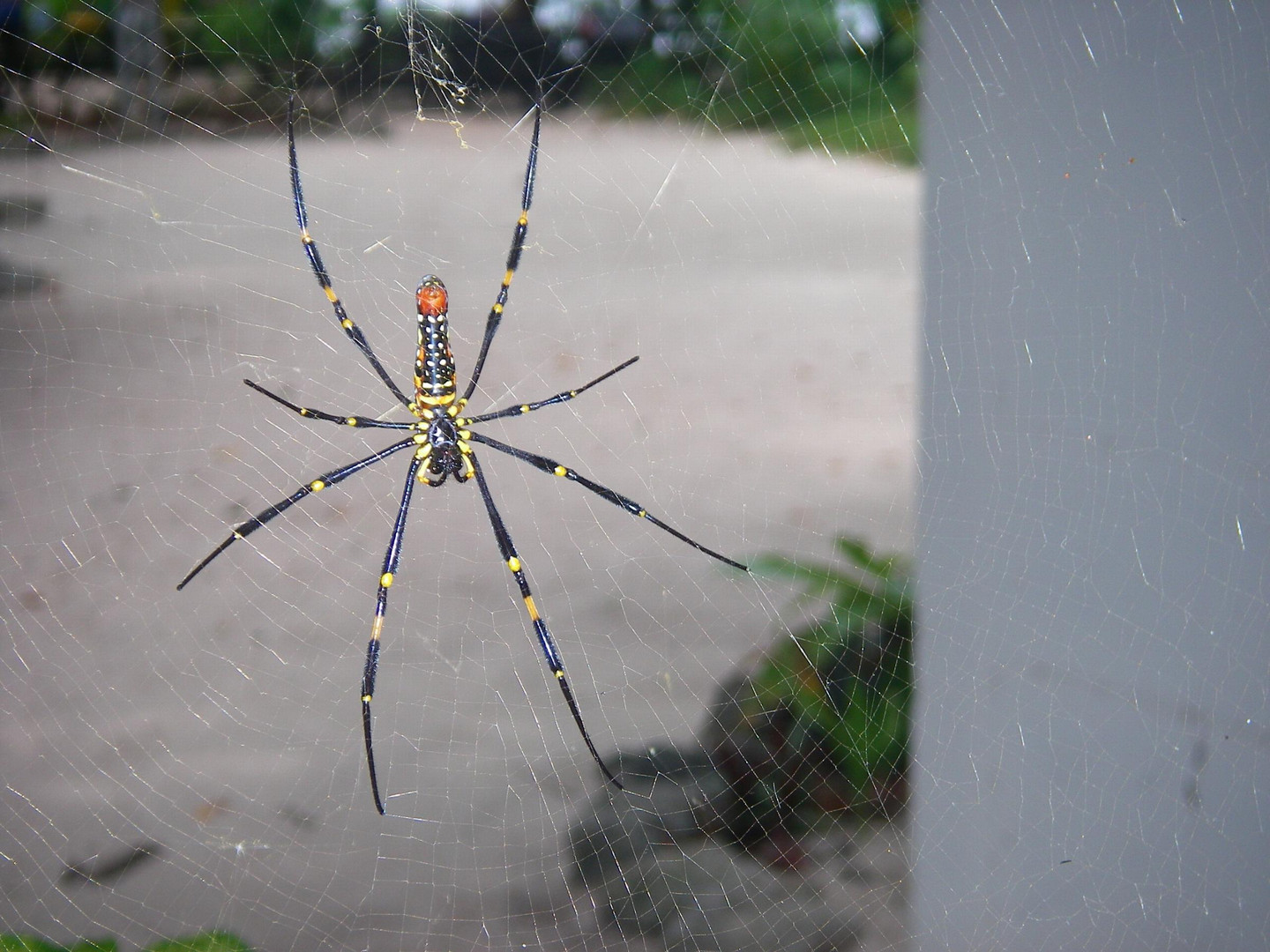 Golden Web Spider auf Koh Hoong