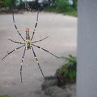 Golden Web Spider auf Koh Hoong