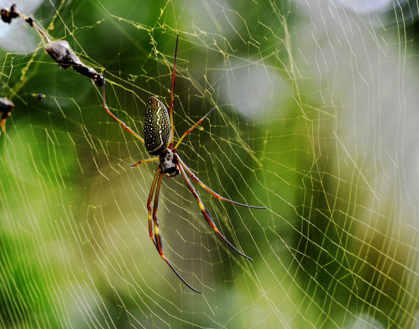 Golden Webspider